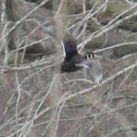 wood duck