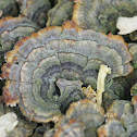 turkey tail