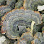 turkey tail