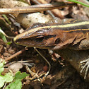 Central American Whiptail