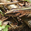 Central American Whiptail