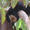Black Giant Squirrel