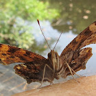 Eastern Comma