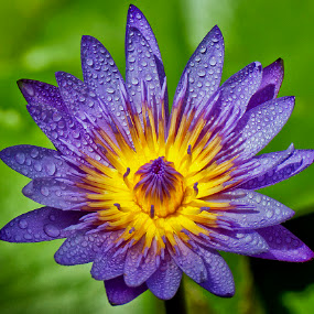 Purple blue by Charliemagne Unggay - Nature Up Close Flowers ( natural flower, water drops, nature, water lily, flower )