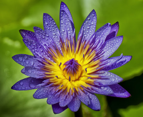 Purple blue by Charliemagne Unggay - Nature Up Close Flowers ( natural flower, water drops, nature, water lily, flower )