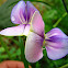 Cowpea flower, Flor de feijão-de-corda