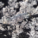 Metallic Wood Borer