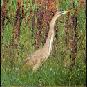 Purple Heron