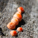 Wolf's milk or Groening's slime (slime mold)