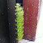 Automeris Moth Caterpillar