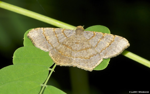Spotting Image 1