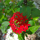 Egyptian Starcluster