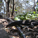 Lace Monitor
