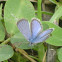Hemiargus blue