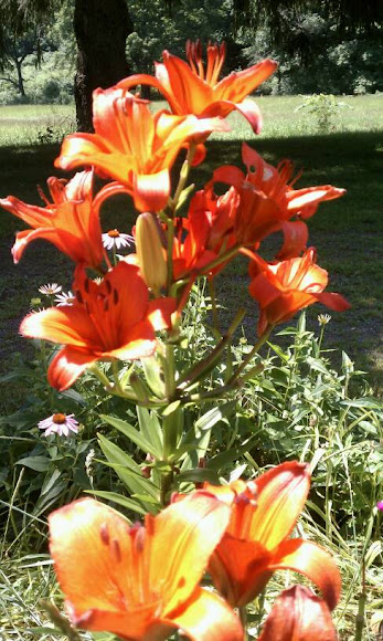 Spotting Image 1