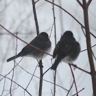 Dark-eyed Junco
