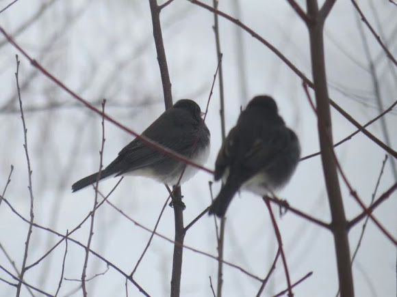 Spotting Image 1