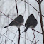 Dark-eyed Junco