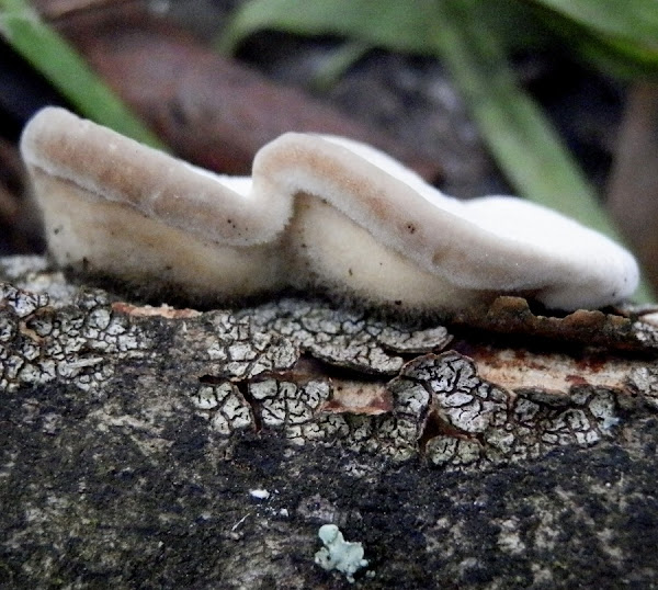 Bracket fungus Hexagonia sp Project Noah