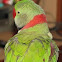 Alexandrine Parakeet 