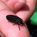 Diurnal firefly