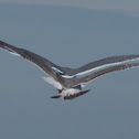 Seagulls