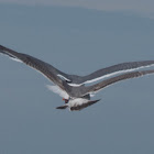 Seagulls
