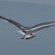 Seagulls