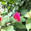 Paper flower