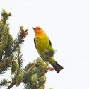 Western Tanager