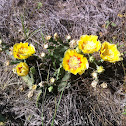Prickly pear cactus