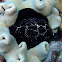 Common egg cowrie