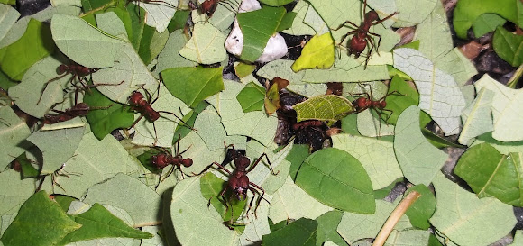 Spotting Image 1