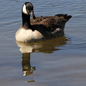 Canada Goose