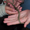 Brown snake