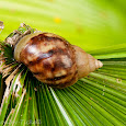 Giant African Snail Hunt - Kerala, Tamil Nadu & Sri Lanka