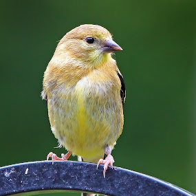 Female Goldfinch in Autumnal colouring by Andrew Lawlor - Animals Birds