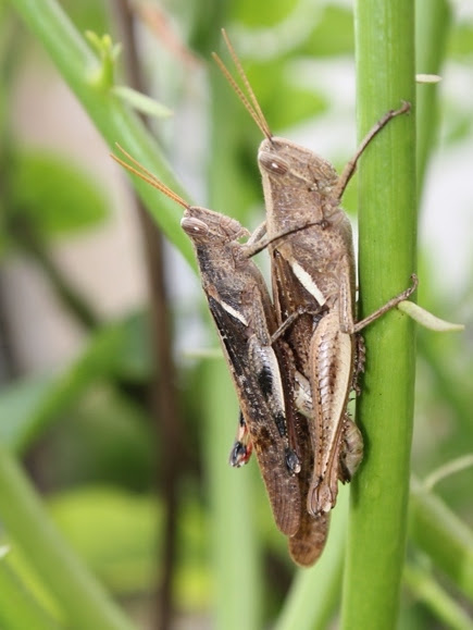 Spotting Image 1