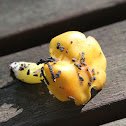 Waxcap - Yellow