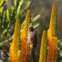 Speckled Mousebird