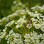 water hemlock