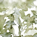 Cherrybark Oak