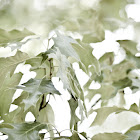 Cherrybark Oak