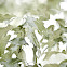 Cherrybark Oak