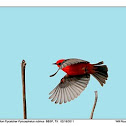 Vermilion Flycatcher