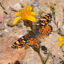 Field Crescent Butterfly