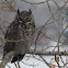 Great Horned Owl
