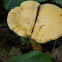 mushroom