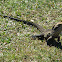 Australian water dragon