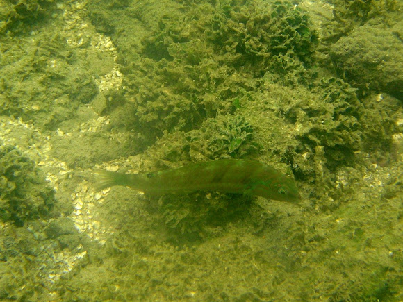 Spotting Image 1